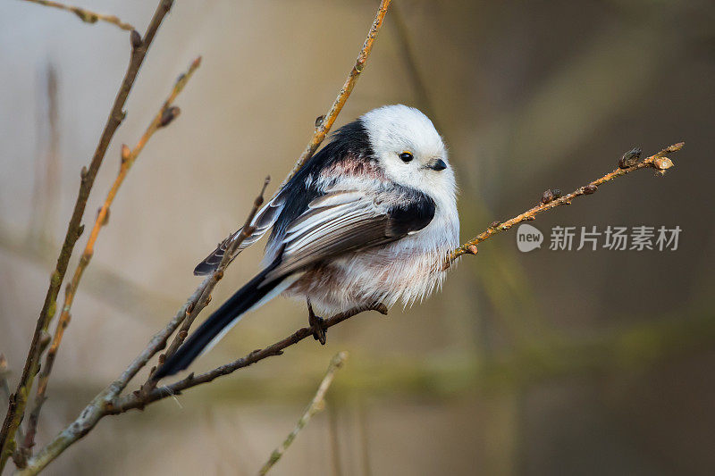 长尾山雀(Aegithalos caudatus尾)